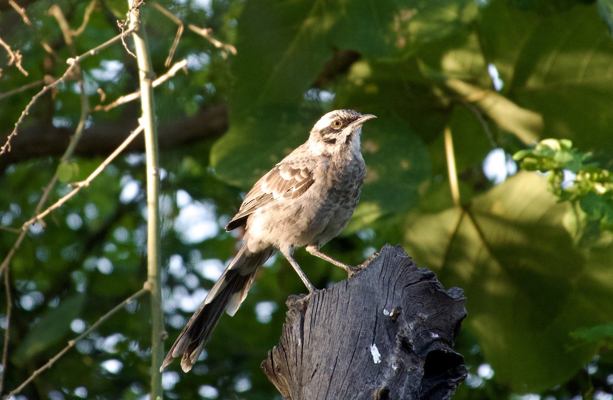 Long-tailed Mockingbird - ML618949048