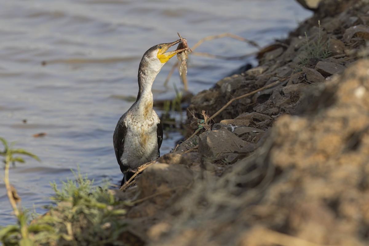Great Cormorant (White-breasted) - ML618949051