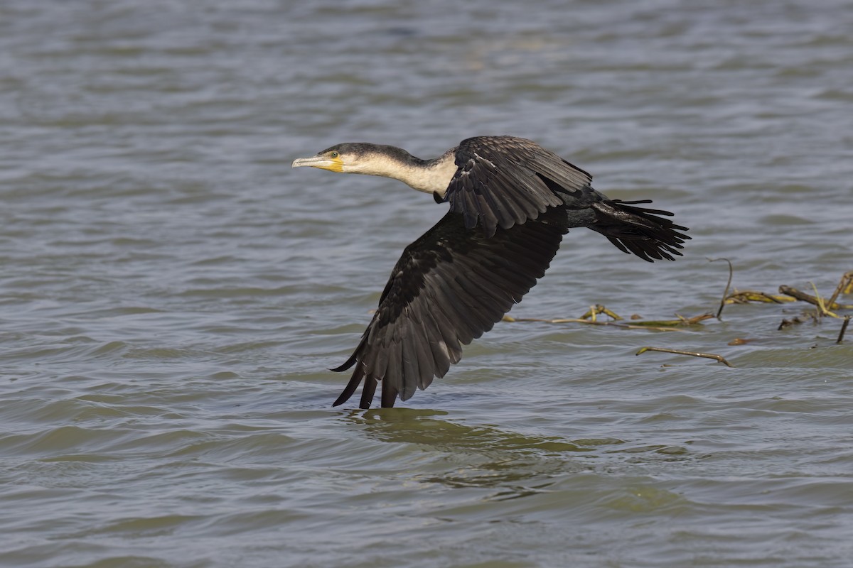 Great Cormorant (White-breasted) - ML618949052