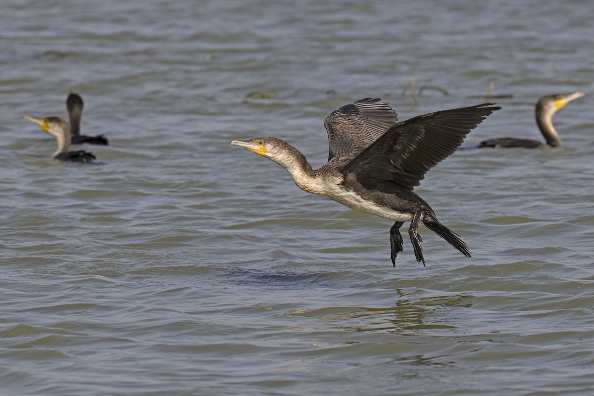 Great Cormorant (White-breasted) - ML618949053
