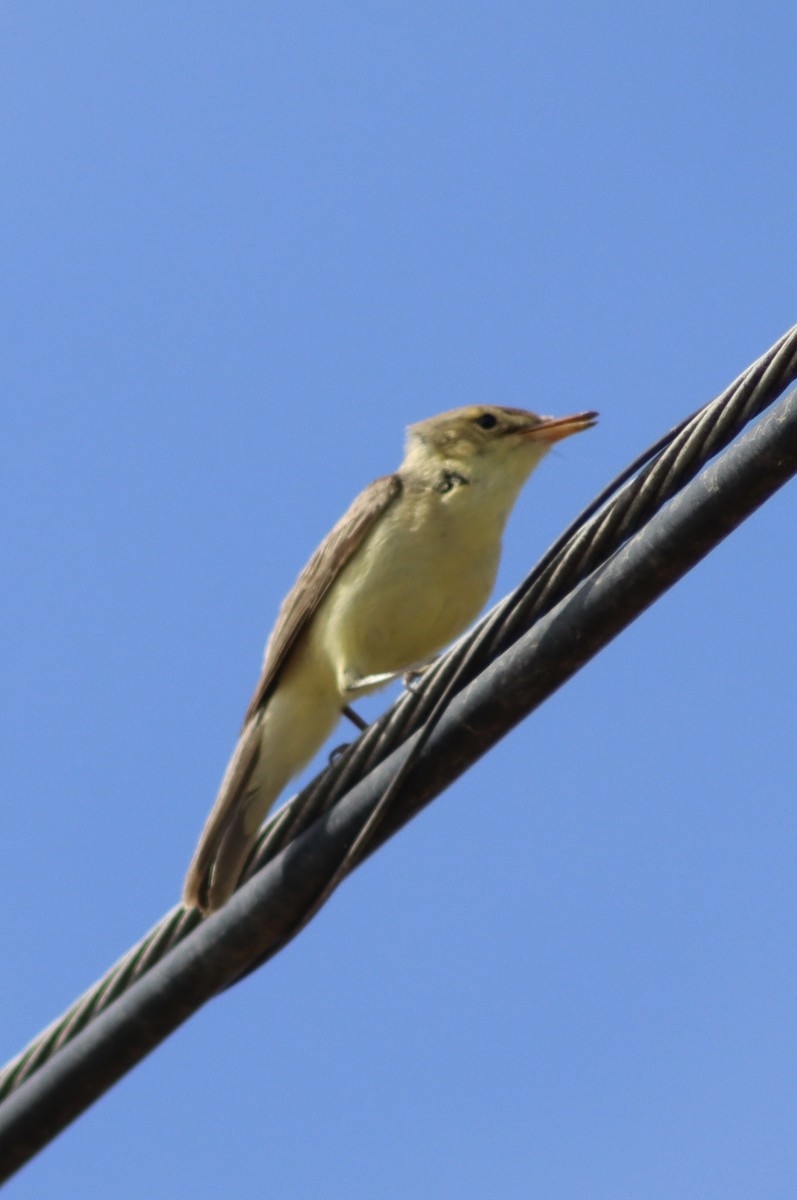 Melodious Warbler - ML618949063