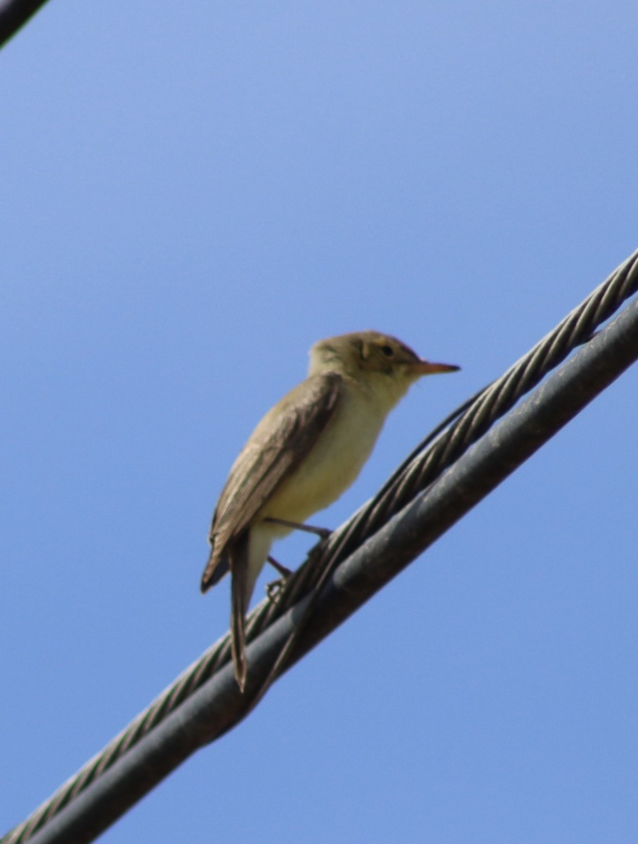 Melodious Warbler - ML618949064
