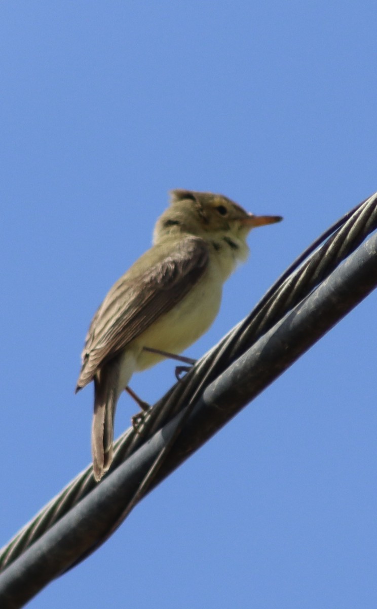 Melodious Warbler - ML618949065