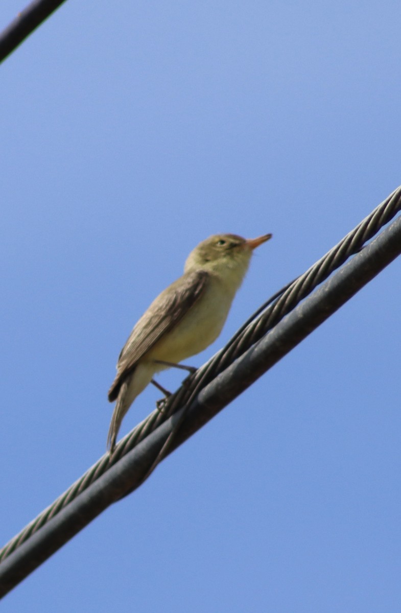 Melodious Warbler - ML618949066