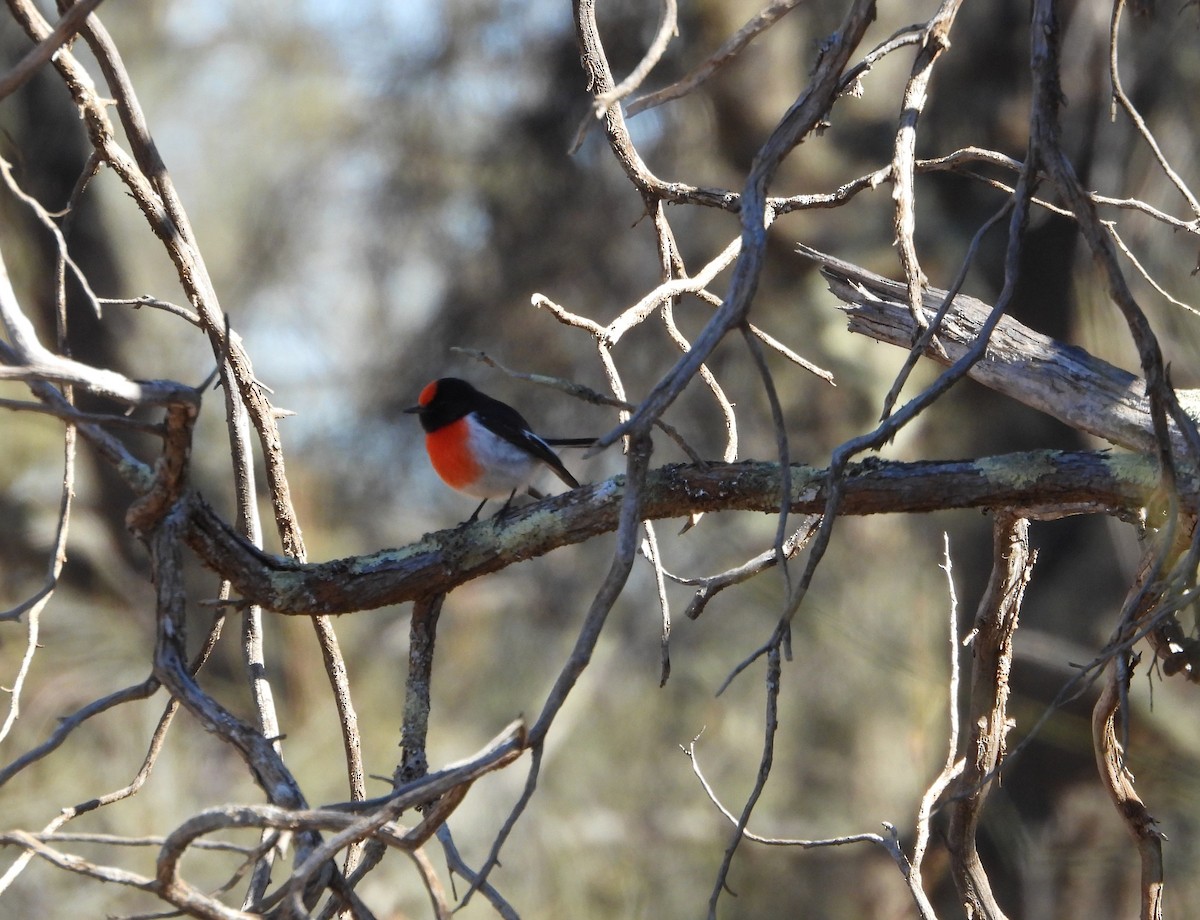 Red-capped Robin - ML618949070