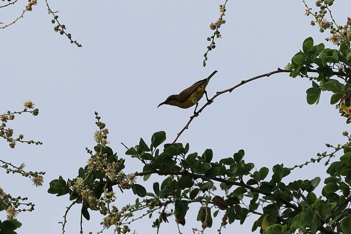 Brown-throated Sunbird - Abhishek Shroti