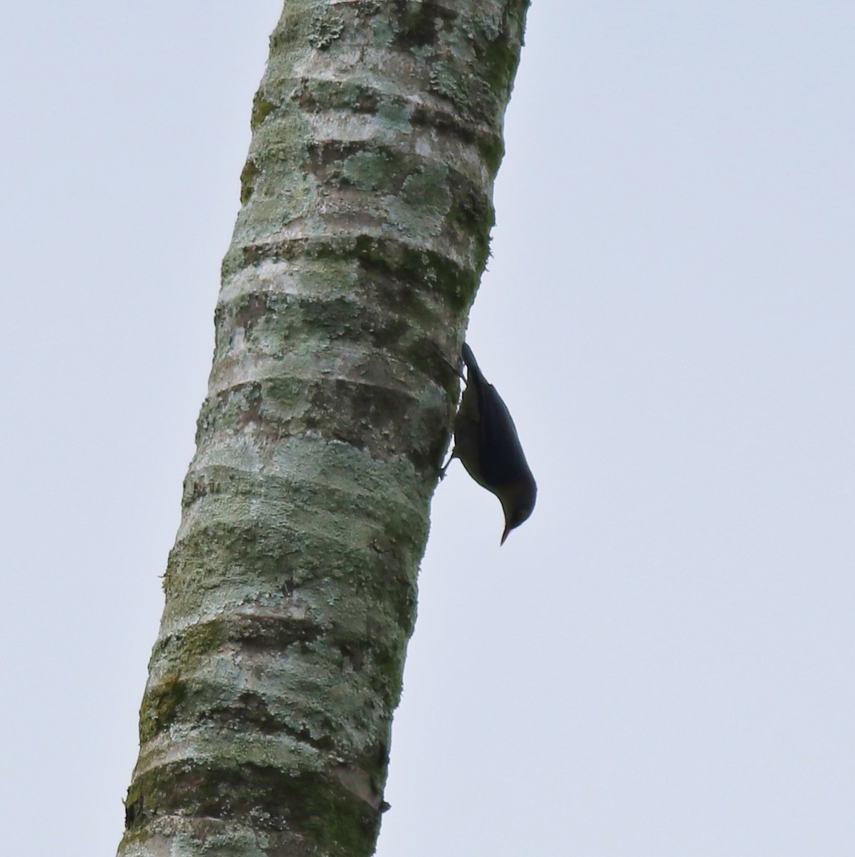 Velvet-fronted Nuthatch - ML618949095