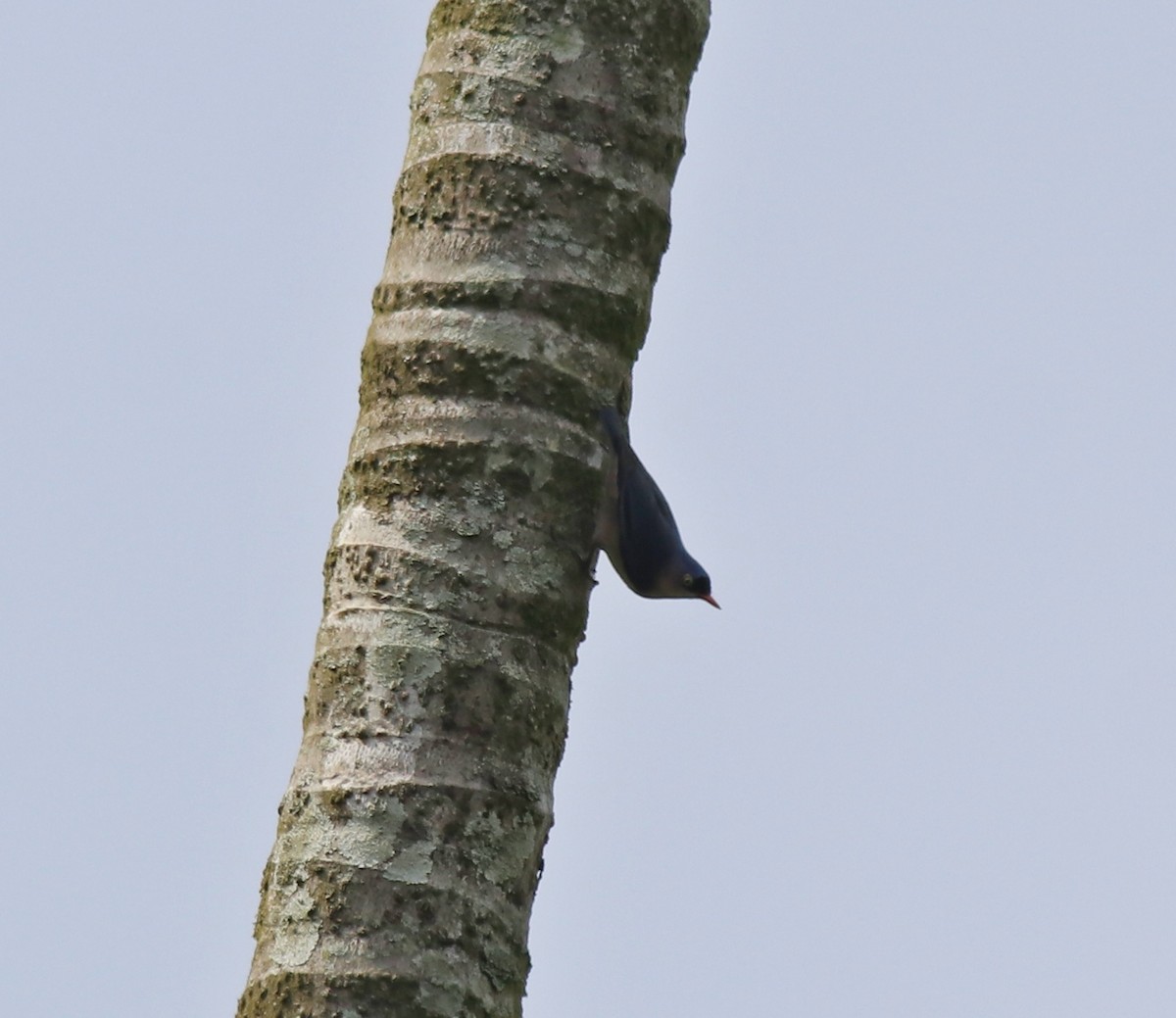 Velvet-fronted Nuthatch - ML618949096