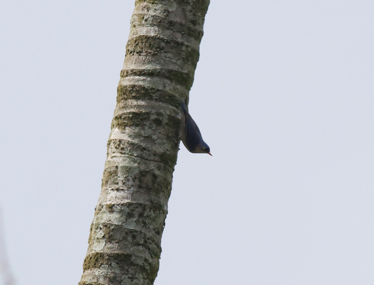 Velvet-fronted Nuthatch - ML618949097