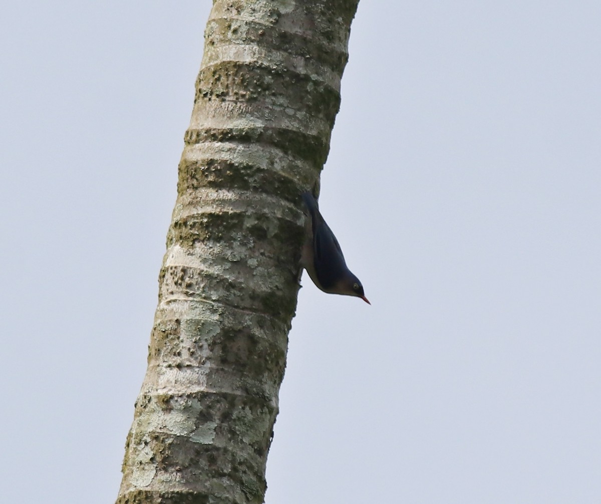 Velvet-fronted Nuthatch - ML618949099