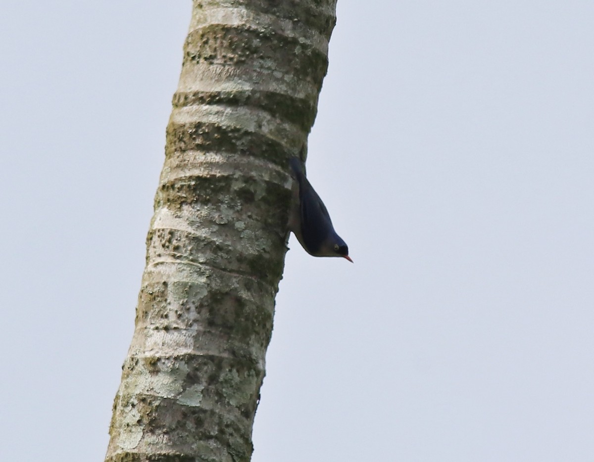 Velvet-fronted Nuthatch - ML618949103