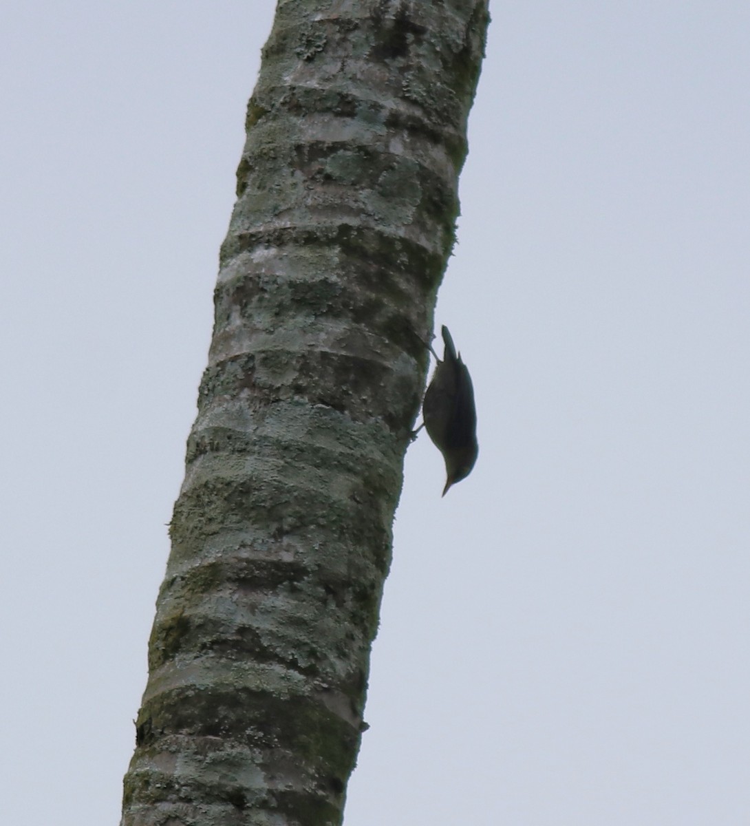 Velvet-fronted Nuthatch - ML618949110
