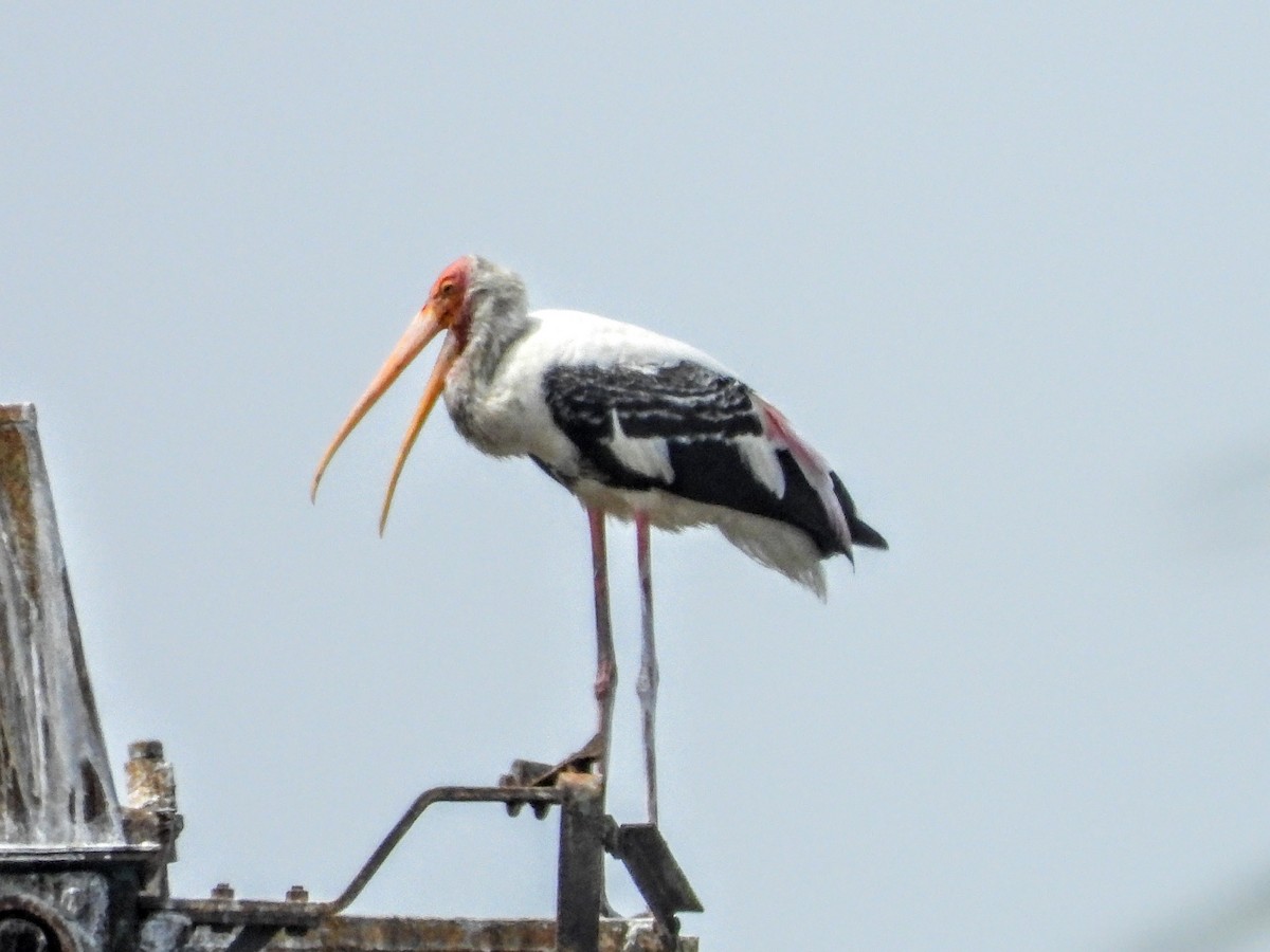 Painted Stork - Warren Regelmann