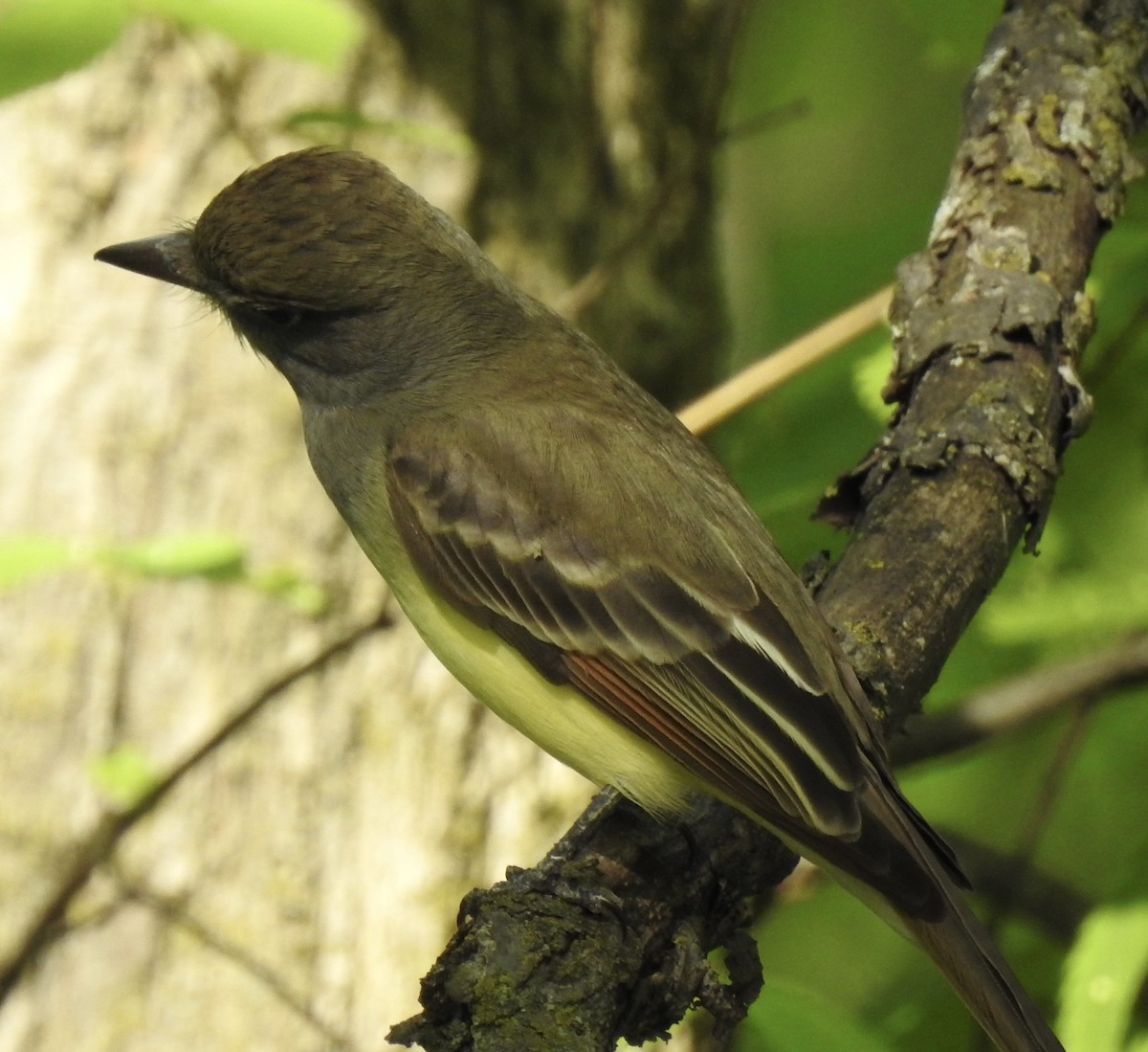 Great Crested Flycatcher - ML618949128