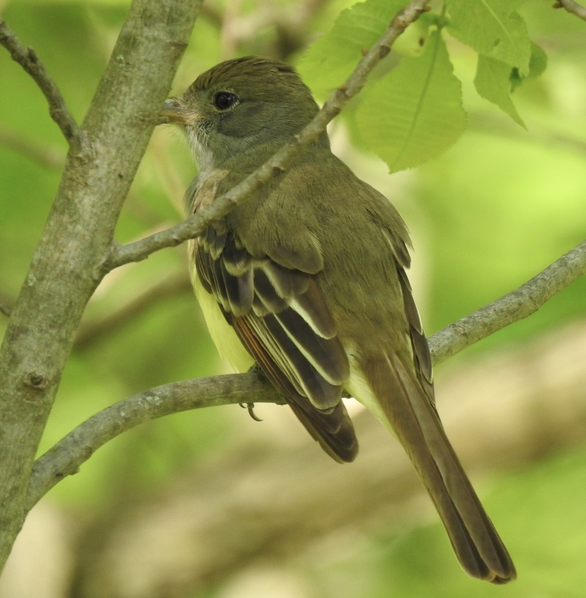 Great Crested Flycatcher - ML618949129