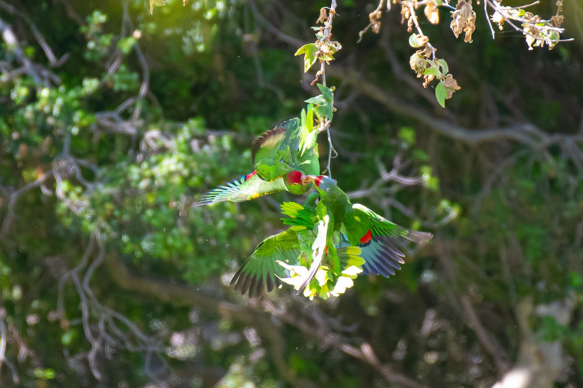 Red-crowned Parrot - Soumyadeep  Chatterjee