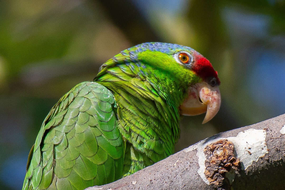 Lilac-crowned Parrot - ML618949144