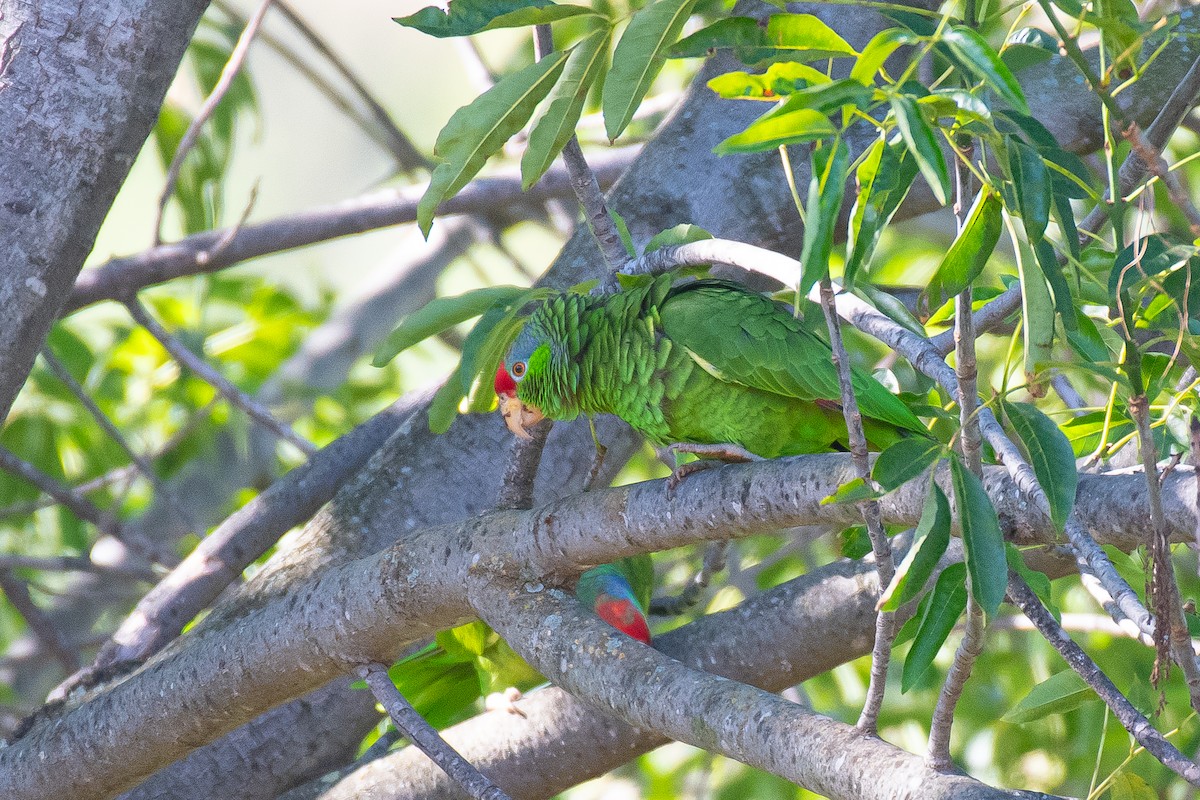 Lilac-crowned Parrot - ML618949145