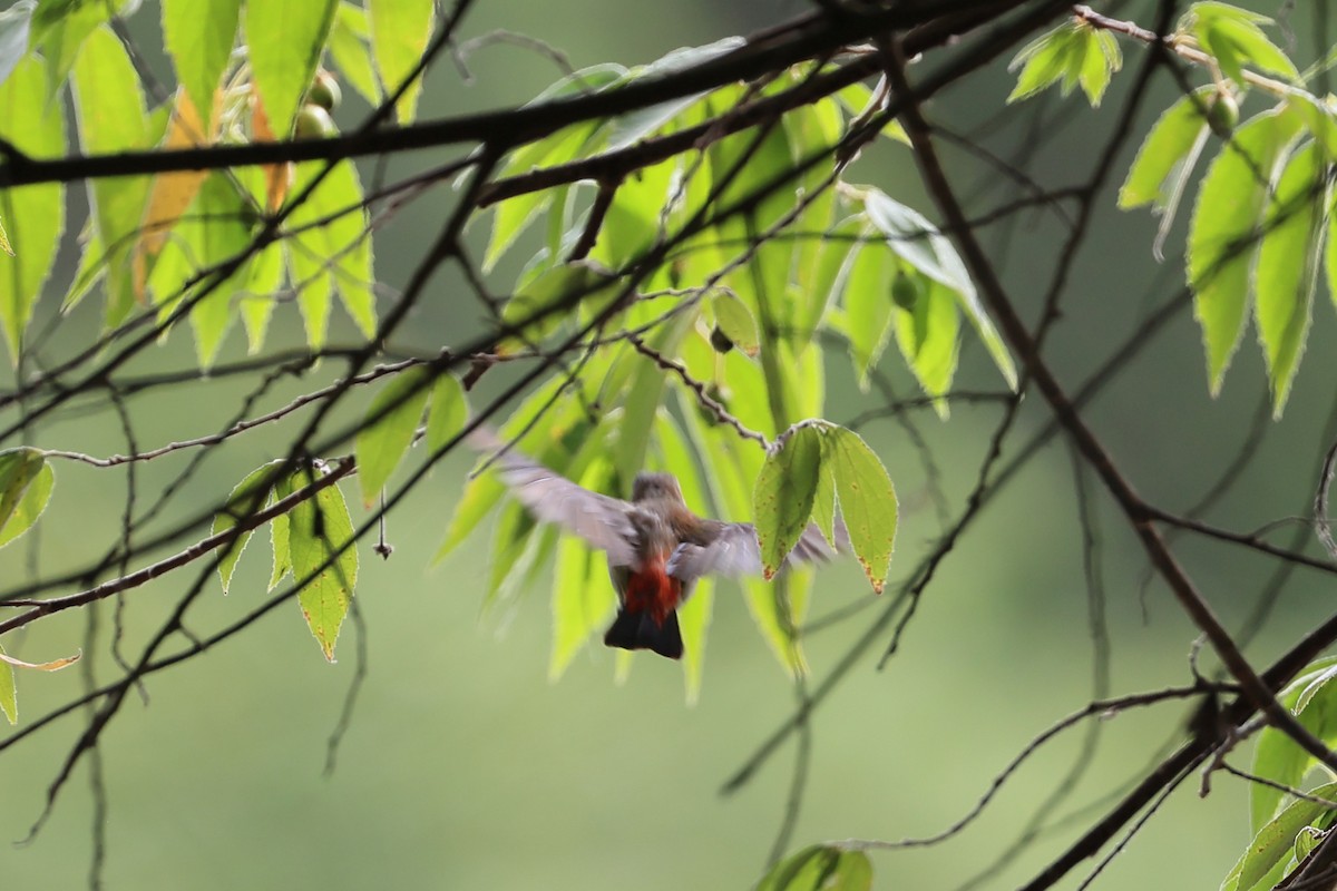 Scarlet-headed Flowerpecker - Abhishek Shroti