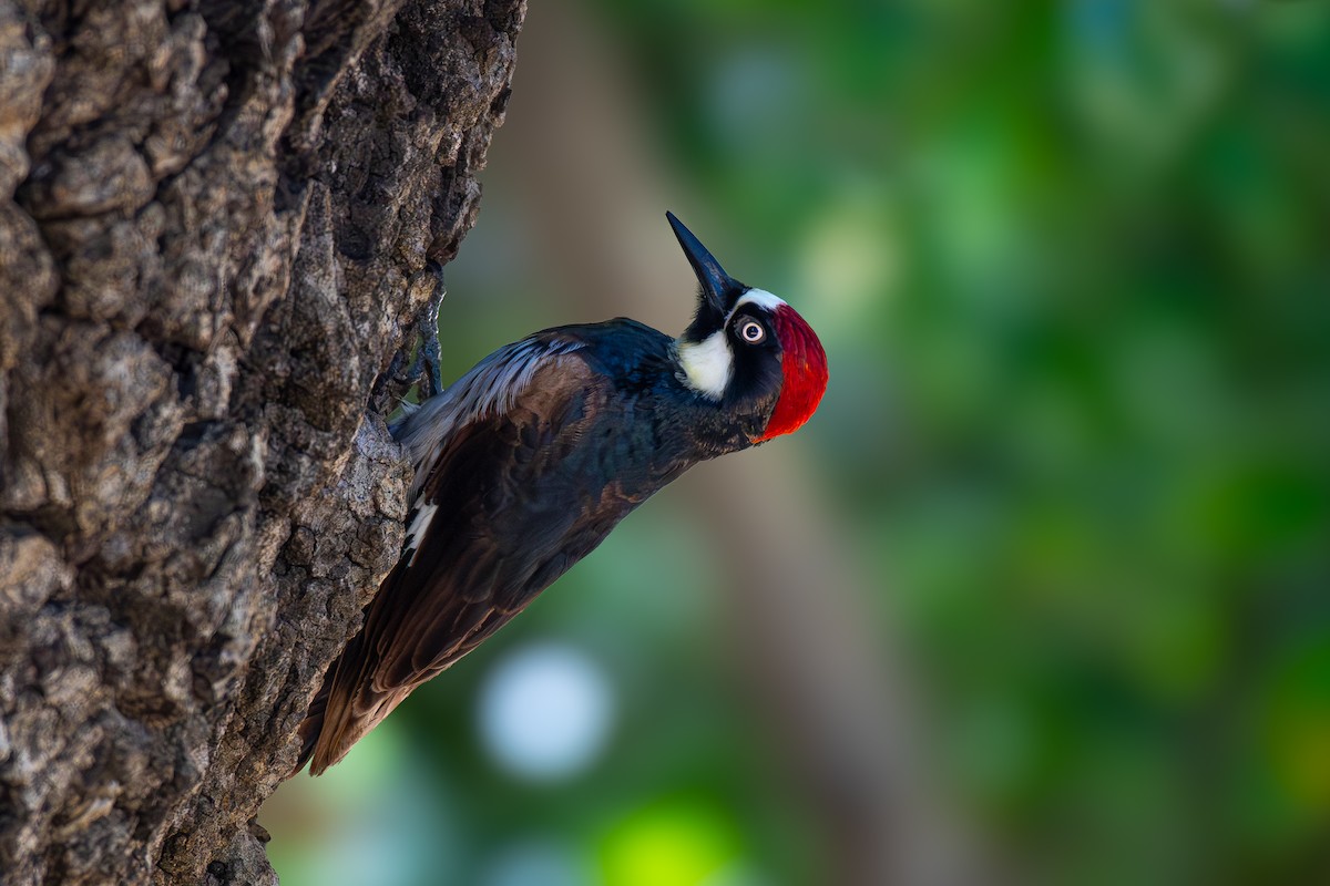 Acorn Woodpecker - Soumyadeep  Chatterjee