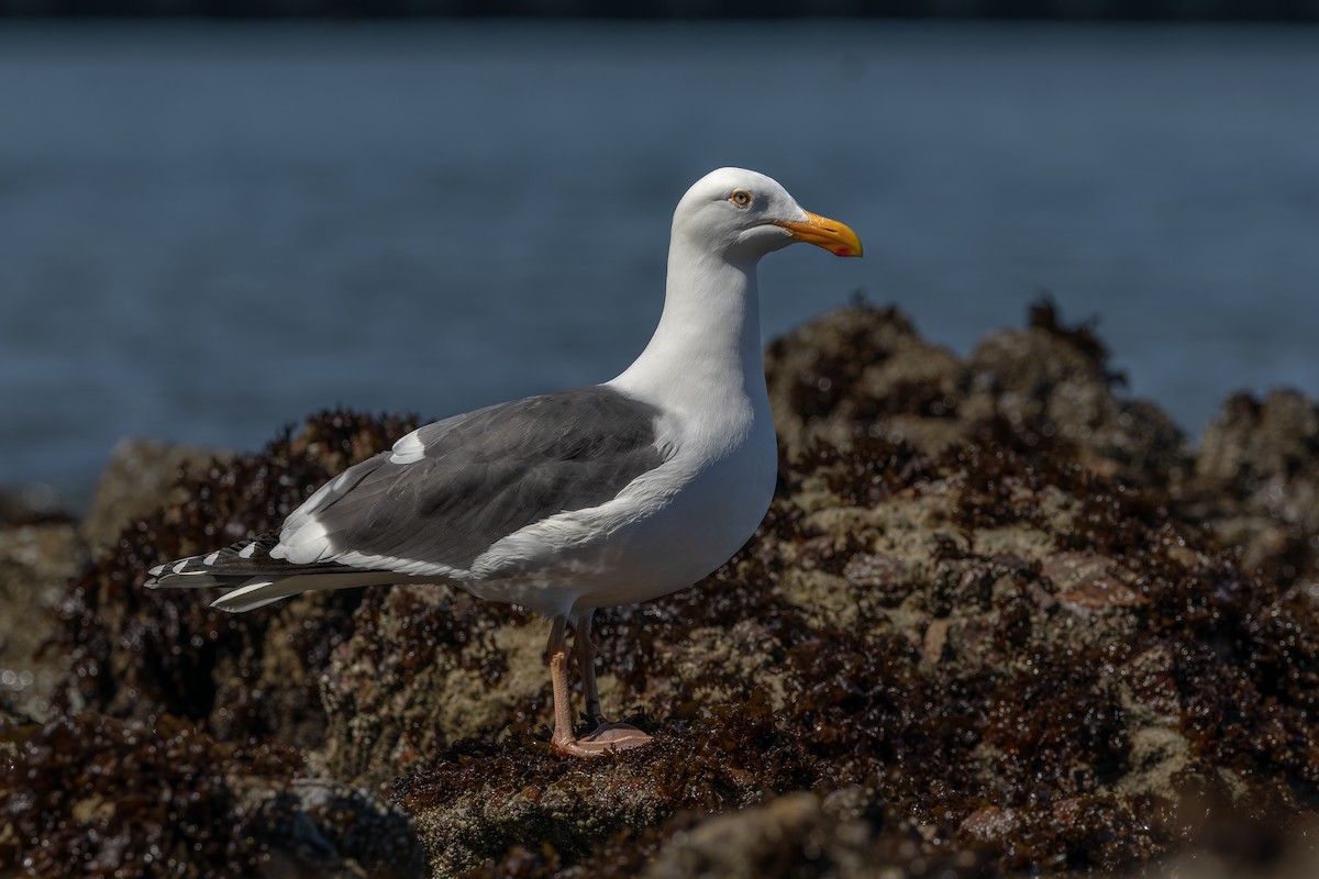 Western Gull - Odysseas Froilán Papageorgiou