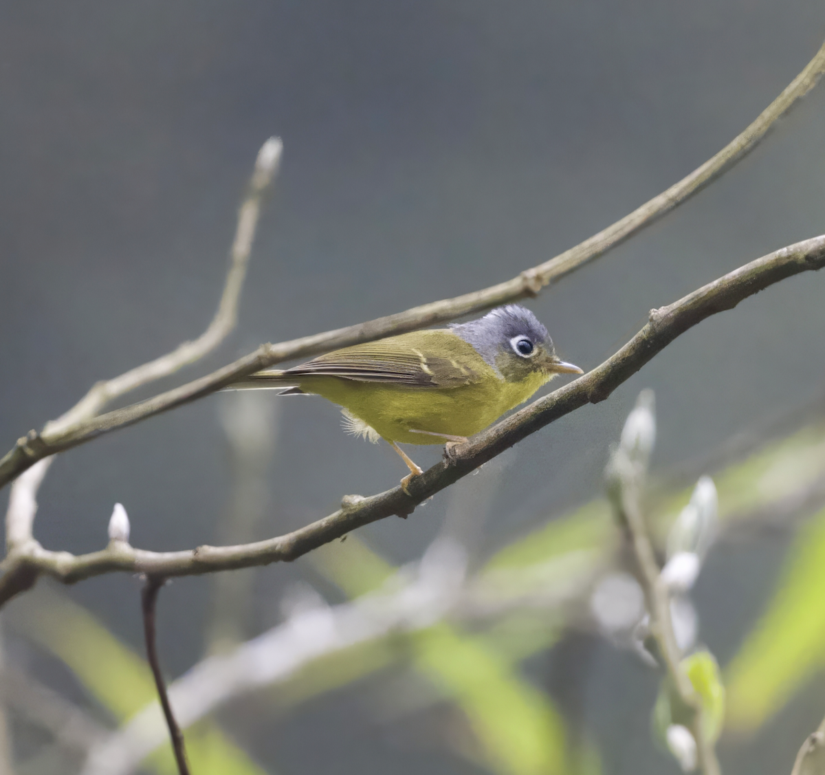 White-spectacled Warbler - ML618949196