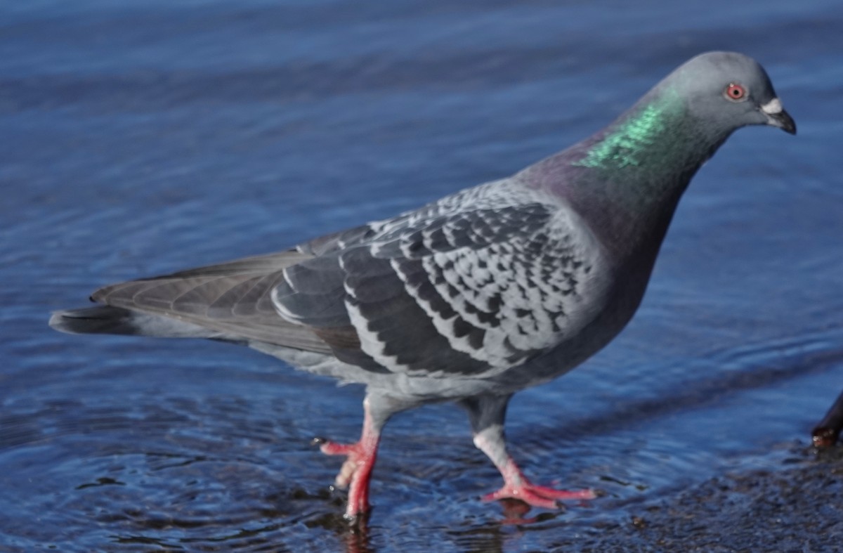 Rock Pigeon (Feral Pigeon) - ML618949207