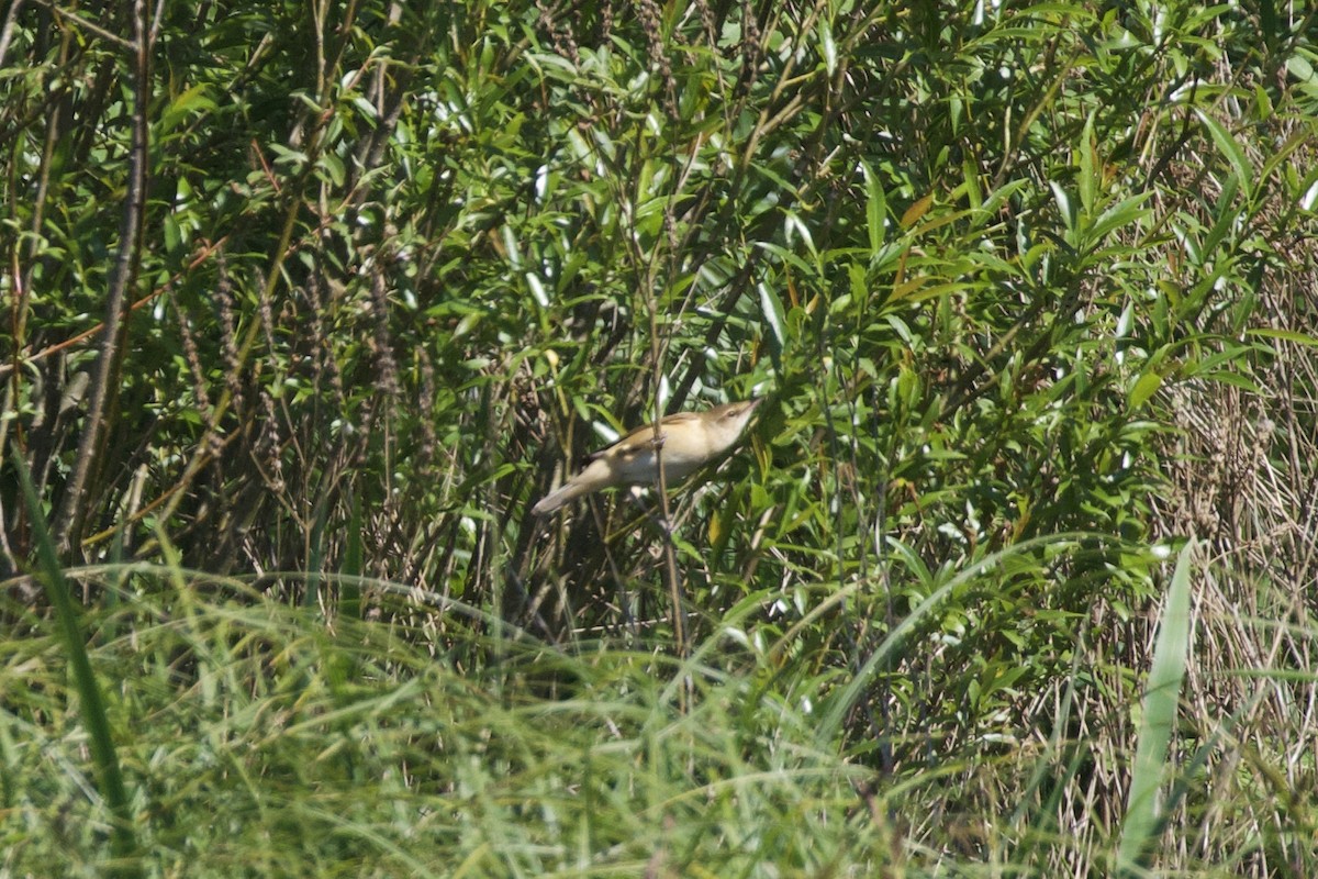 Great Reed Warbler - ML618949209