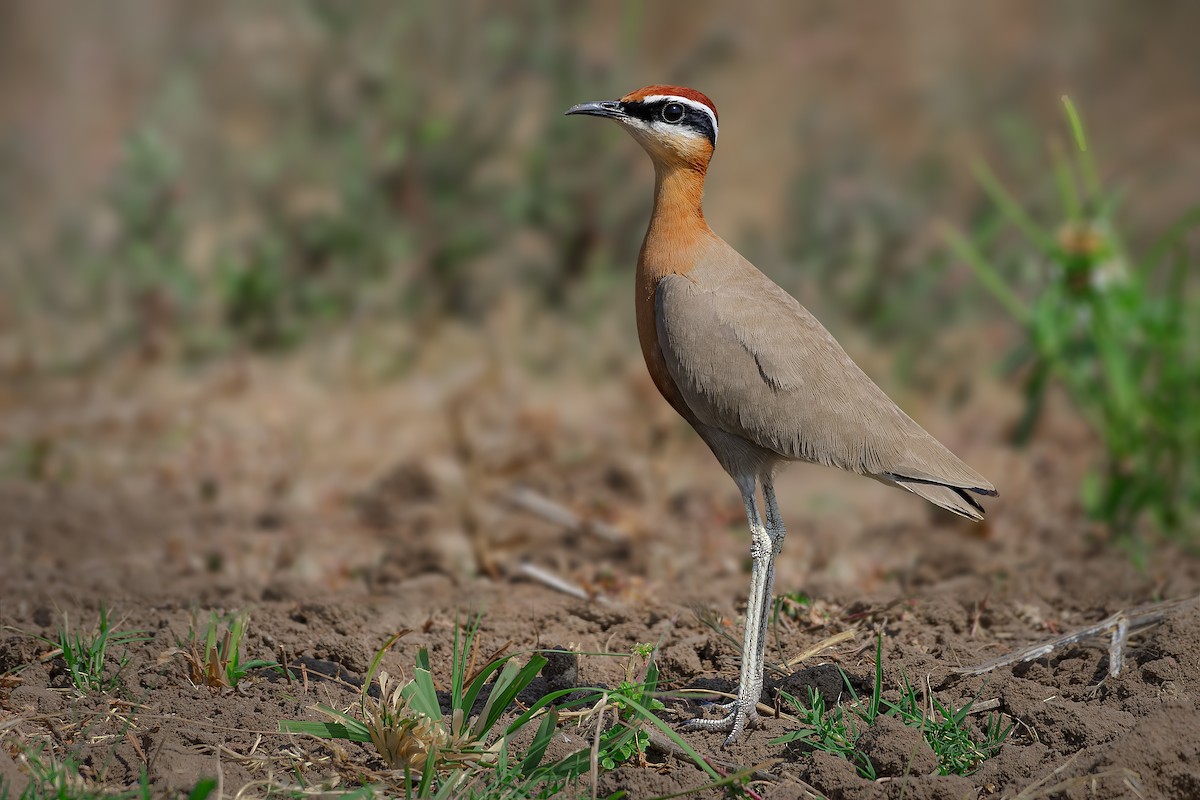 Indian Courser - ML618949216