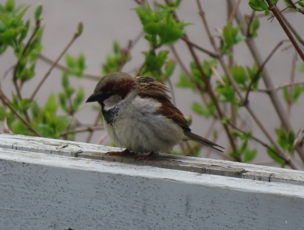 House Sparrow - Violet Kosack