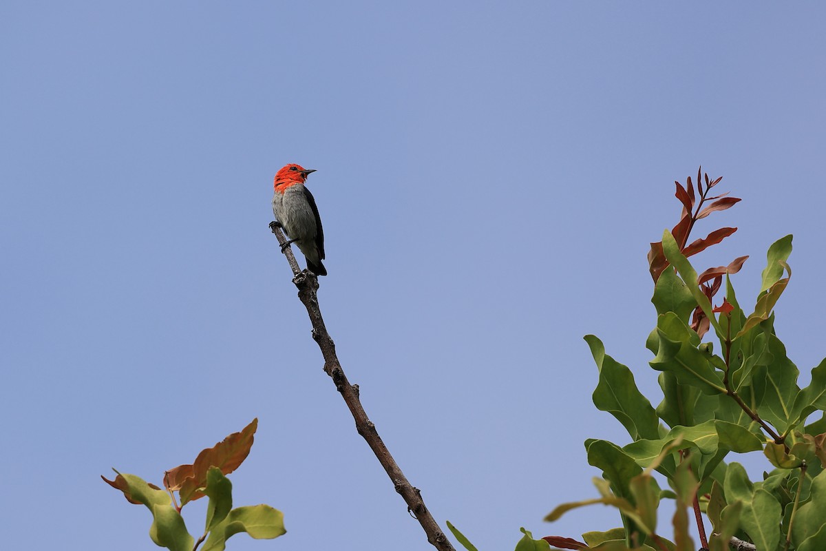 Scarlet-headed Flowerpecker - Abhishek Shroti