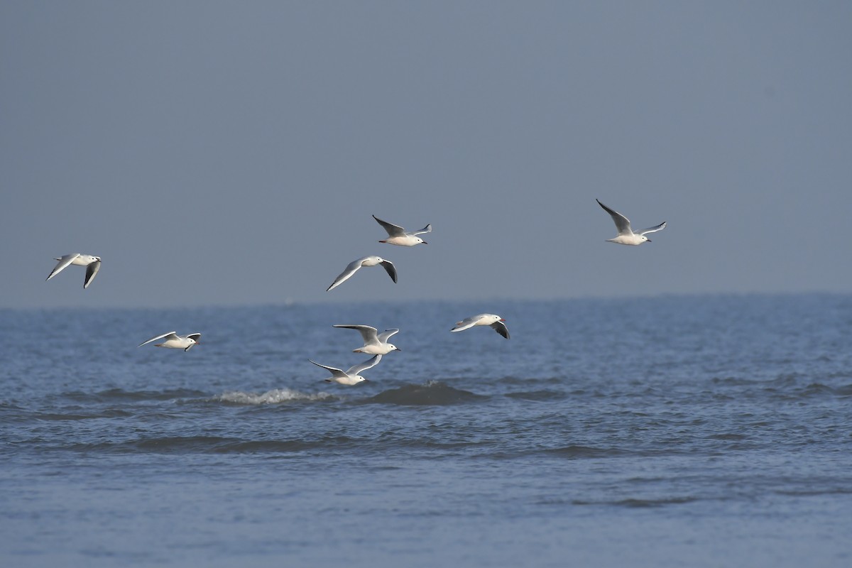 Slender-billed Gull - Rahul Chakraborty