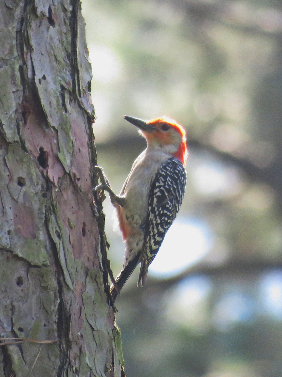 Red-bellied Woodpecker - ML618949284