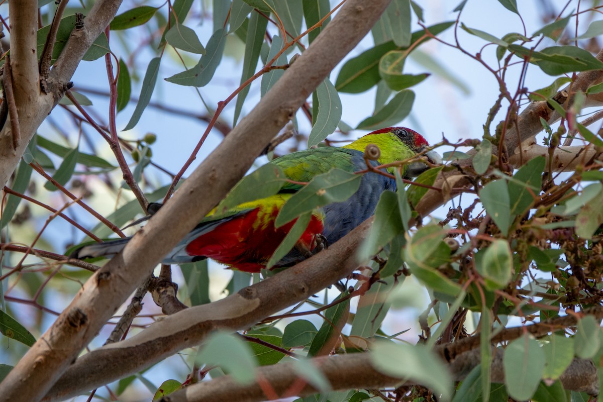 Red-capped Parrot - ML618949297
