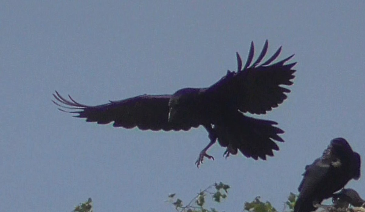 Common Raven - Christopher Bourne