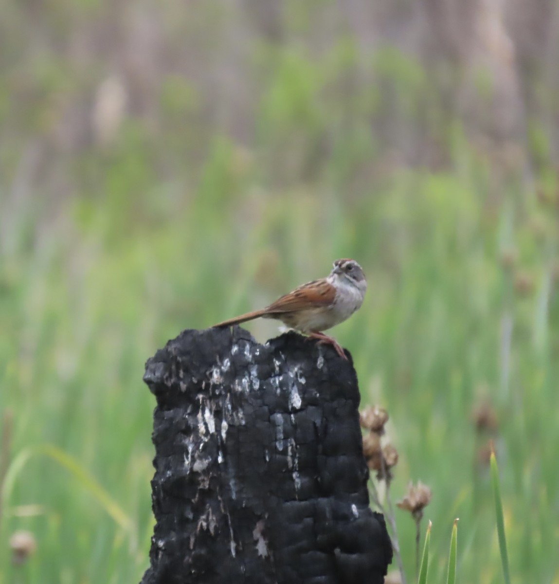Swamp Sparrow - Steve Droste