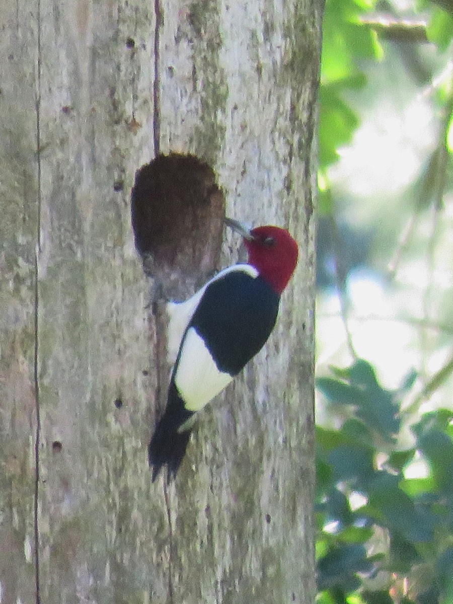 Red-headed Woodpecker - ML618949329