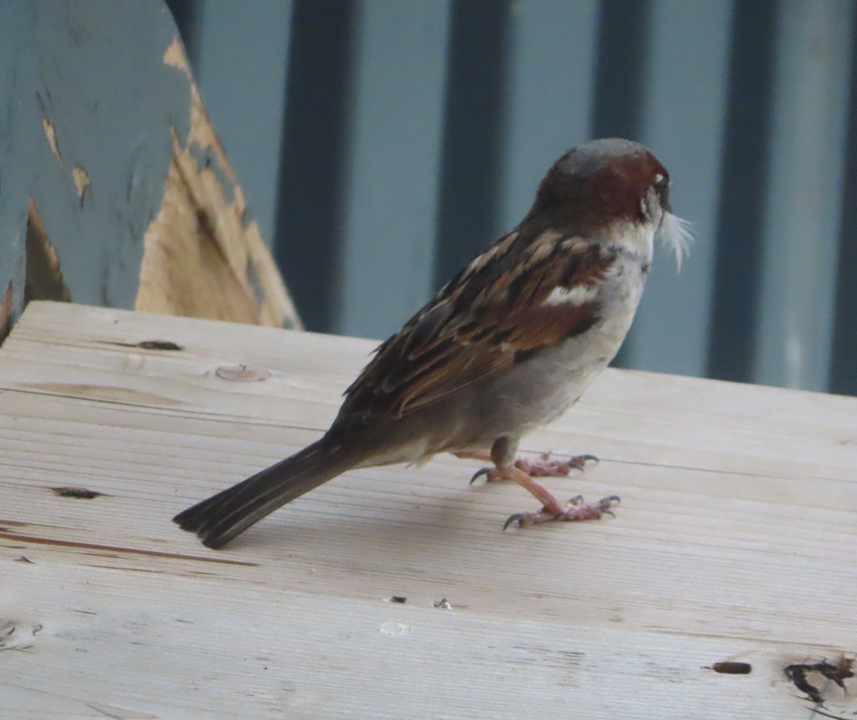 House Sparrow - ML618949367