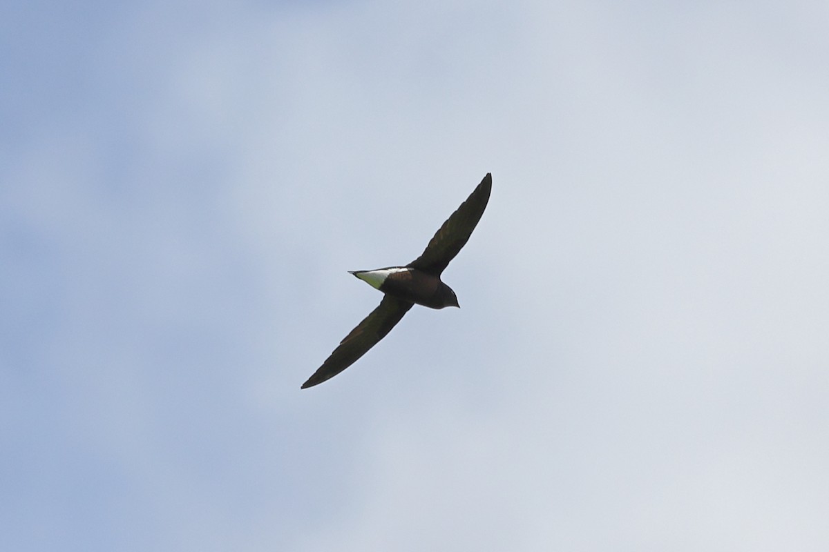 Brown-backed Needletail - ML618949394