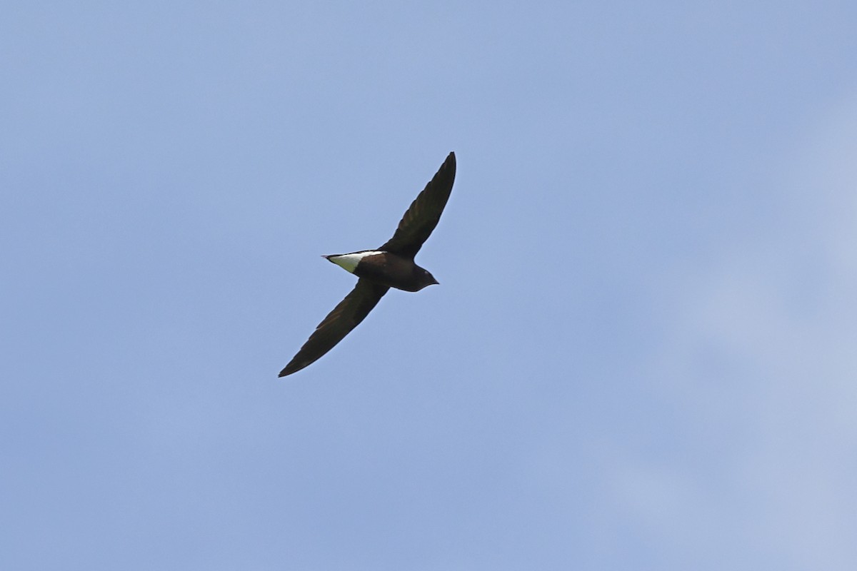 Brown-backed Needletail - ML618949395