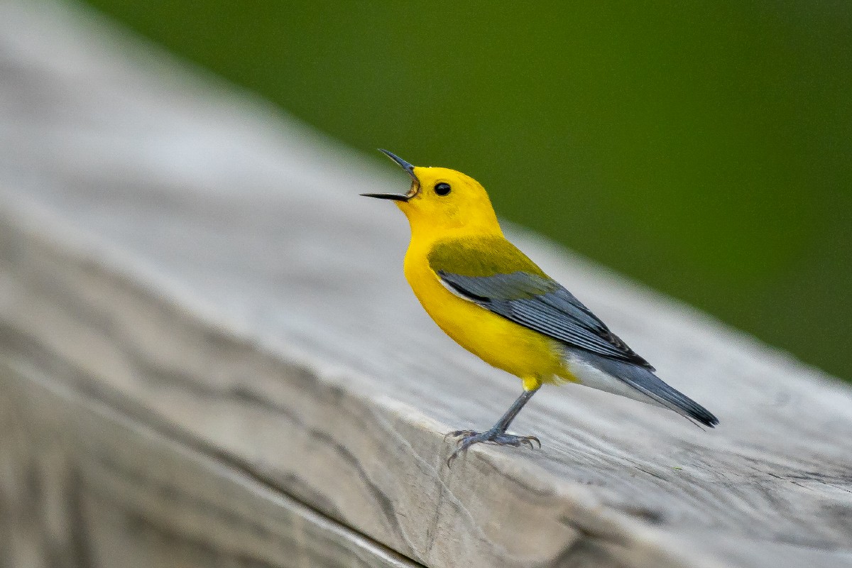 Prothonotary Warbler - ML618949406