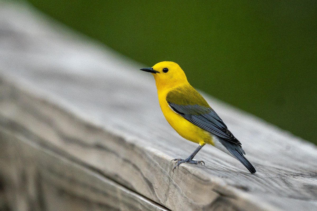 Prothonotary Warbler - ML618949408