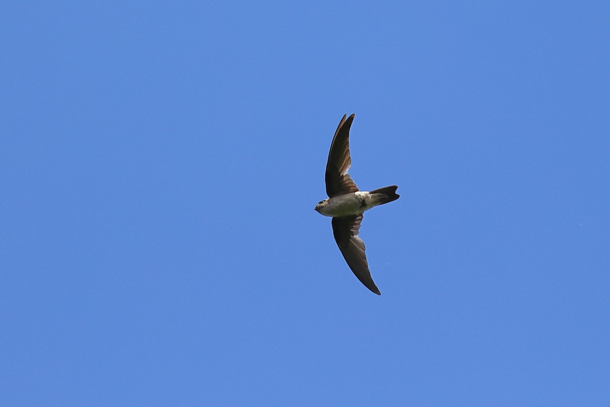 Cave Swiftlet - ML618949414
