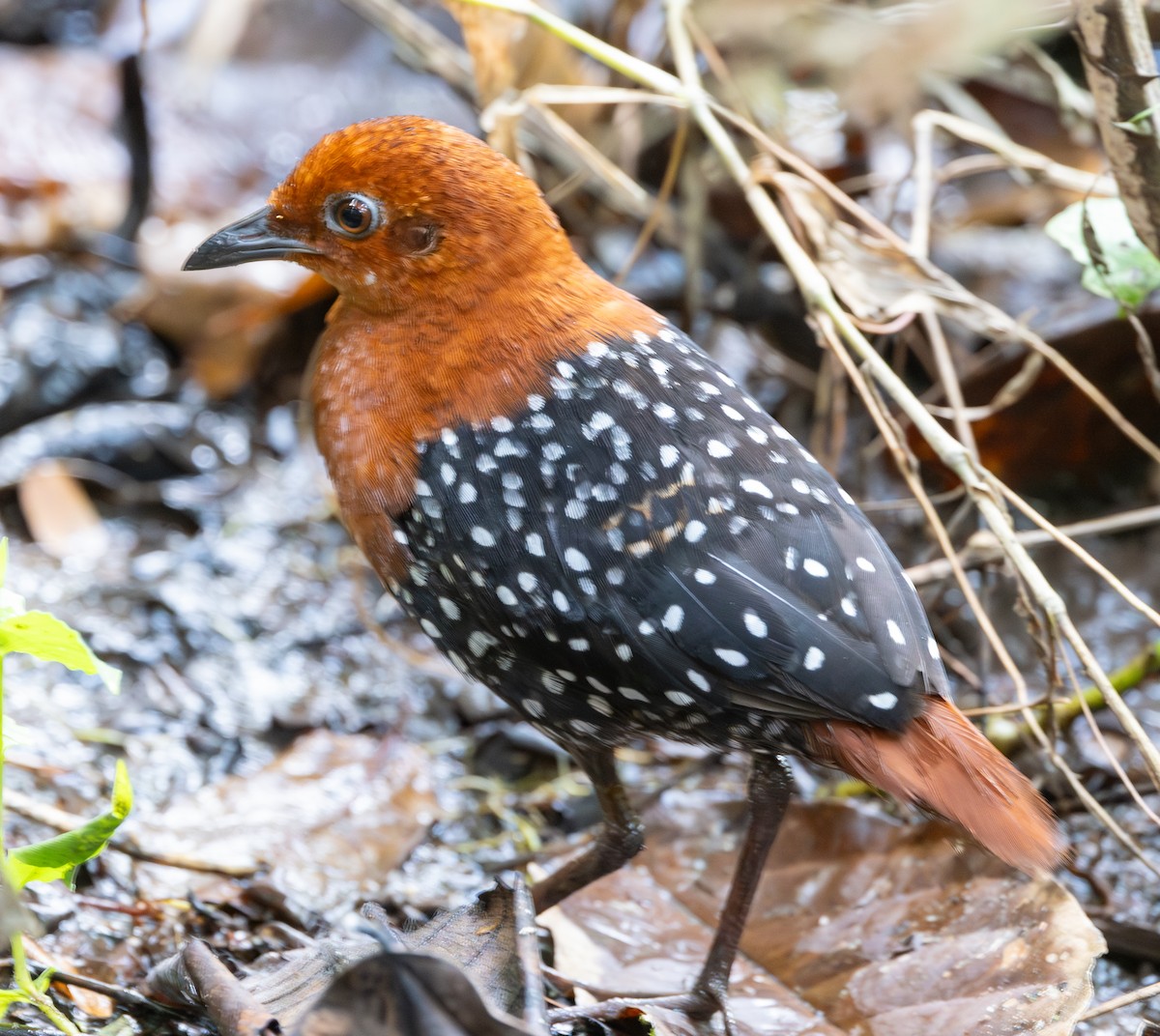 White-spotted Flufftail (Northern) - ML618949437