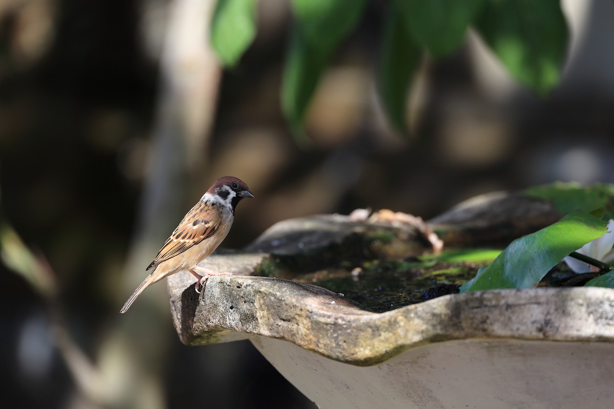 Eurasian Tree Sparrow - ML618949457