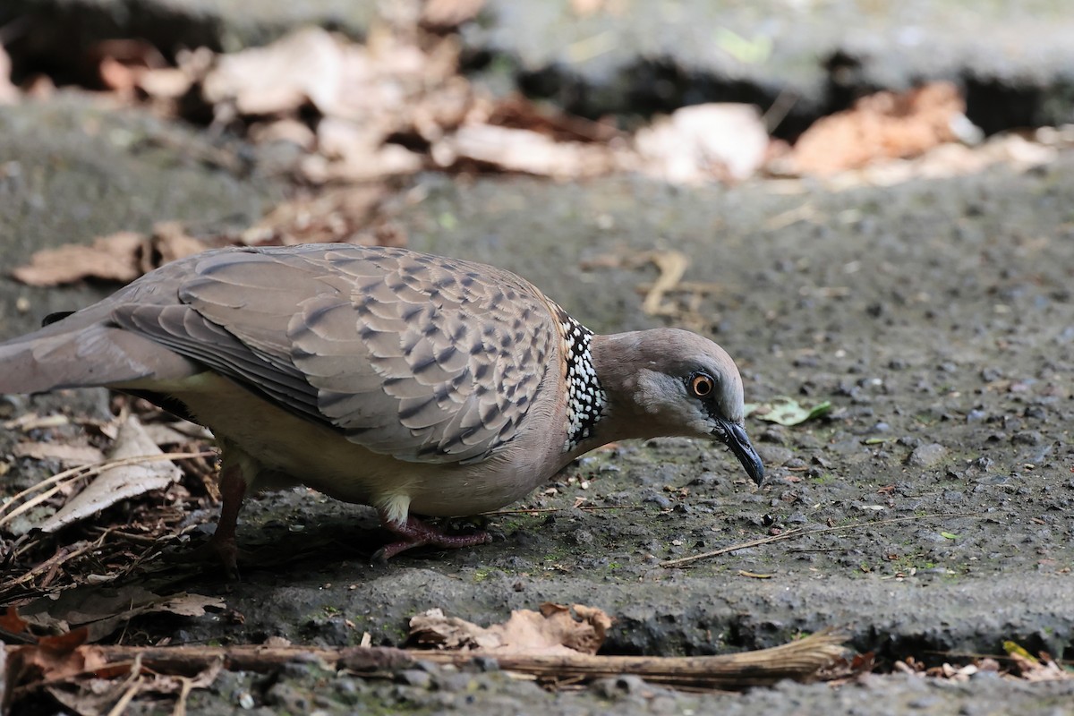 Spotted Dove - ML618949463
