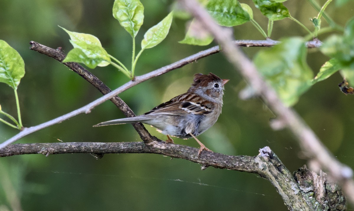 Field Sparrow - Rickey Shive