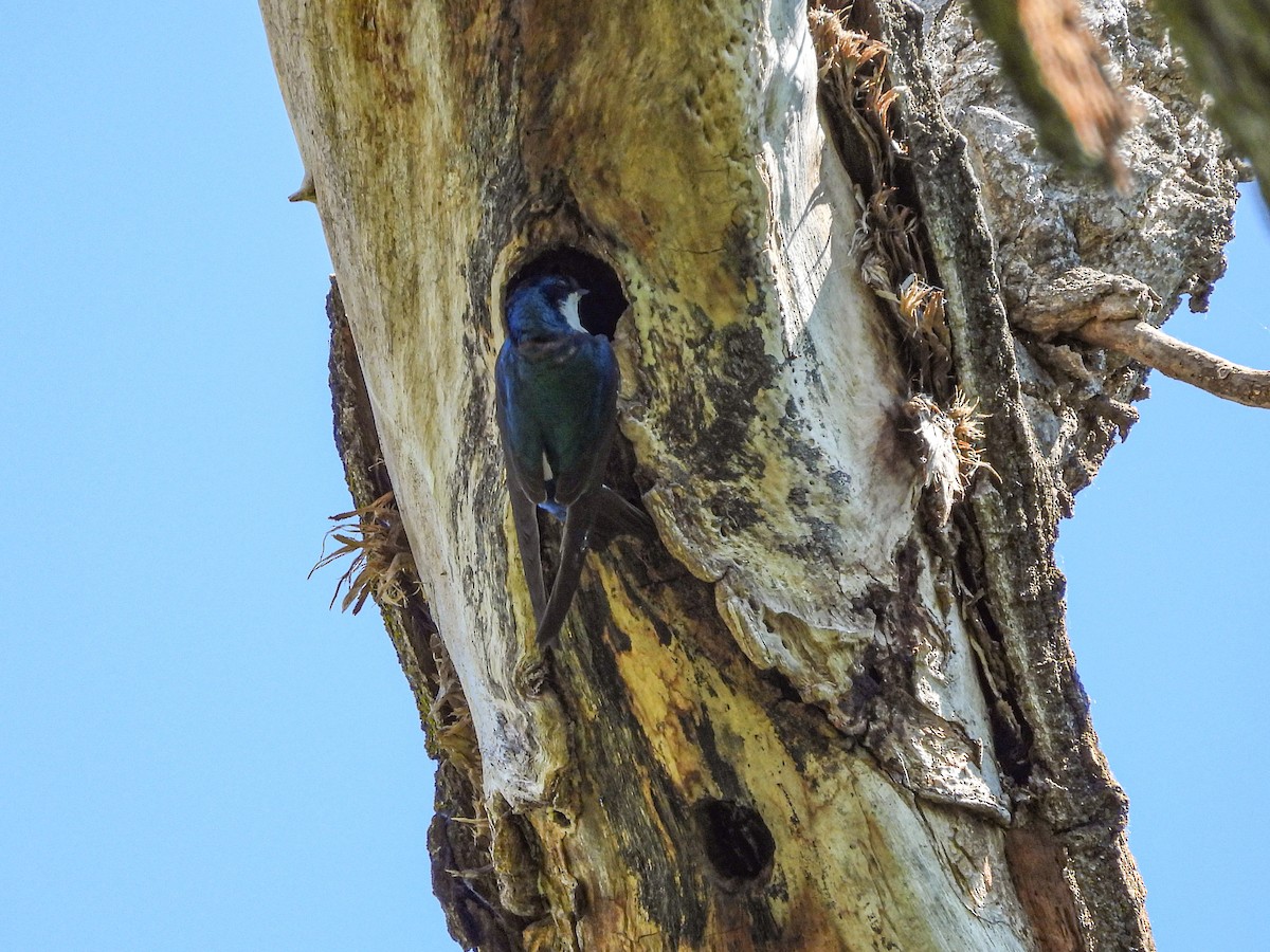 Tree Swallow - L. Burkett