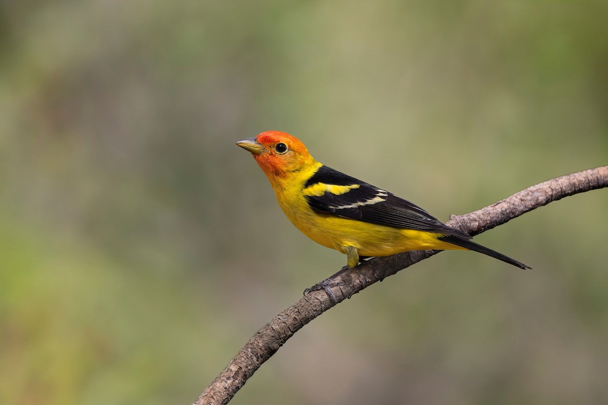 Western Tanager - ML618949482