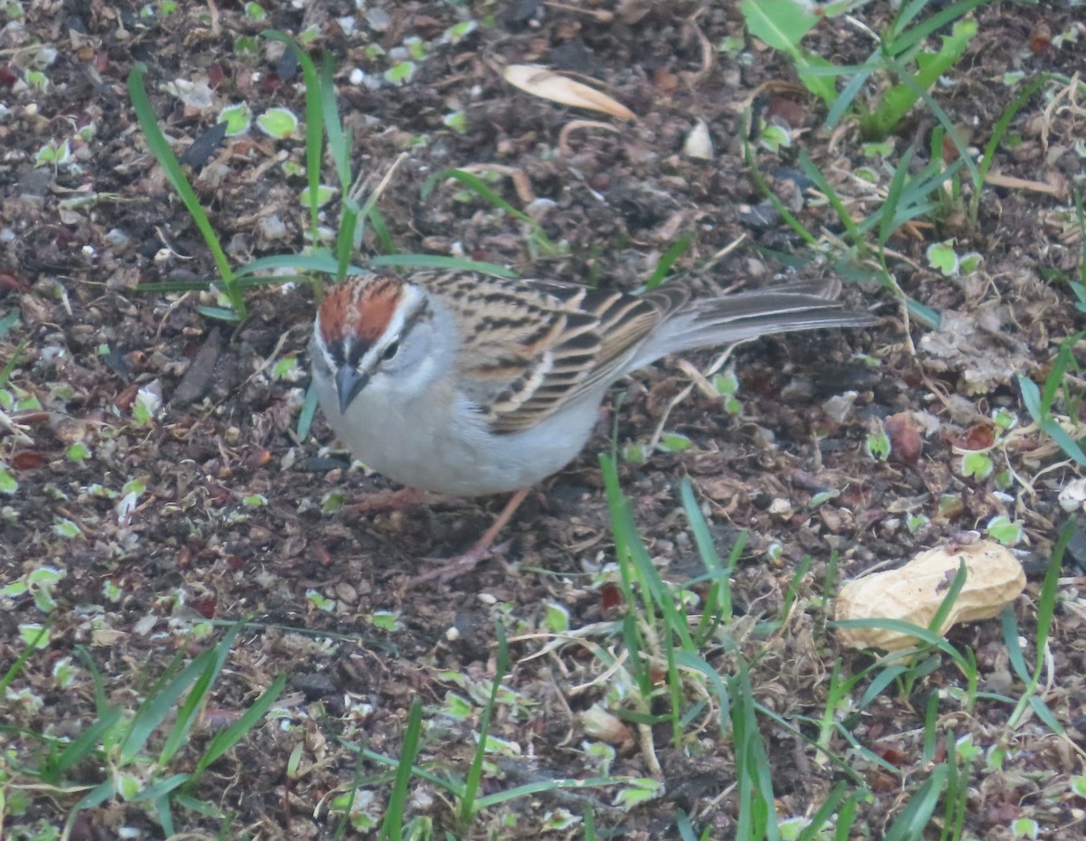 Chipping Sparrow - Violet Kosack